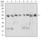 DExD-Box Helicase 39B antibody, NBP2-52455, Novus Biologicals, Western Blot image 