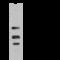 Homeobox protein Nkx-3.1 antibody, 106581-T36, Sino Biological, Western Blot image 