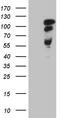 Microtubule Associated Protein Tau antibody, TA809201S, Origene, Western Blot image 