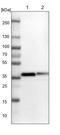 GULP PTB Domain Containing Engulfment Adaptor 1 antibody, PA5-54240, Invitrogen Antibodies, Western Blot image 