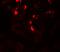 GLIPR1 Like 1 antibody, A15155, Boster Biological Technology, Immunofluorescence image 