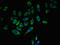 CD5 Molecule antibody, orb400812, Biorbyt, Immunofluorescence image 