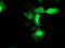 Polysaccharide Biosynthesis Domain Containing 1 antibody, M16324-2, Boster Biological Technology, Immunofluorescence image 