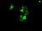 SRY-Box 17 antibody, GTX83580, GeneTex, Immunofluorescence image 