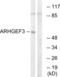 Rho Guanine Nucleotide Exchange Factor 3 antibody, abx014825, Abbexa, Western Blot image 