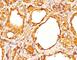 Thyroglobulin antibody, V2264-100UG, NSJ Bioreagents, Immunohistochemistry frozen image 