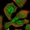 Cell Division Cycle 25B antibody, NBP2-32626, Novus Biologicals, Immunofluorescence image 