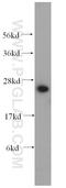 Glutathione S-transferase alpha-1 antibody, 14475-1-AP, Proteintech Group, Western Blot image 