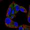 Sterol 26-hydroxylase, mitochondrial antibody, NBP2-32433, Novus Biologicals, Immunofluorescence image 
