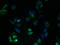 G Protein-Coupled Receptor Class C Group 5 Member B antibody, LS-C379537, Lifespan Biosciences, Immunofluorescence image 