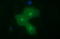 CD326 / EpCAM antibody, TA506629S, Origene, Immunofluorescence image 