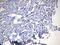 EGFR antibody, UM800126CF, Origene, Immunohistochemistry frozen image 
