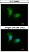 Proteasome Subunit Alpha 2 antibody, LS-C185550, Lifespan Biosciences, Immunocytochemistry image 