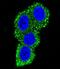 CD28 antibody, GTX81608, GeneTex, Immunofluorescence image 