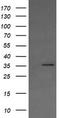 Kinesin Family Member 25 antibody, TA505427BM, Origene, Western Blot image 