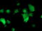 Tropomodulin 1 antibody, TA503172, Origene, Immunofluorescence image 