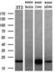 Dihydrofolate reductase antibody, MA5-24945, Invitrogen Antibodies, Western Blot image 