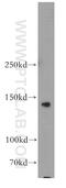 Sortilin Related VPS10 Domain Containing Receptor 2 antibody, 55063-1-AP, Proteintech Group, Western Blot image 