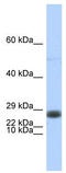 Endothelial differentiation-related factor 1 antibody, TA343423, Origene, Western Blot image 