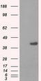 Protein Phosphatase Methylesterase 1 antibody, CF500822, Origene, Western Blot image 