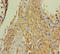 Collagen Type VI Alpha 6 Chain antibody, A57485-100, Epigentek, Immunohistochemistry paraffin image 