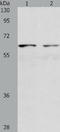VANGL Planar Cell Polarity Protein 1 antibody, TA324043, Origene, Western Blot image 