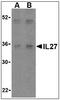 Interleukin 27 antibody, AP08942PU-N, Origene, Western Blot image 