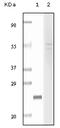 Fibulin 5 antibody, 32-156, ProSci, Enzyme Linked Immunosorbent Assay image 