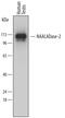 N-Acetylated Alpha-Linked Acidic Dipeptidase 2 antibody, MAB7658, R&D Systems, Western Blot image 