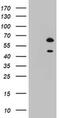 RNA Binding Fox-1 Homolog 1 antibody, MA5-26582, Invitrogen Antibodies, Western Blot image 