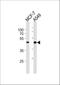 CDK-related protein kinase PNQLARE antibody, M13734, Boster Biological Technology, Western Blot image 