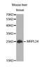 Mitochondrial Ribosomal Protein L24 antibody, LS-C333737, Lifespan Biosciences, Western Blot image 