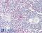 SCH antibody, 45-955, ProSci, Enzyme Linked Immunosorbent Assay image 