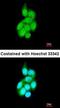 HUS1 Checkpoint Clamp Component antibody, orb69876, Biorbyt, Immunocytochemistry image 