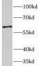Phosphoglucomutase-1 antibody, FNab06359, FineTest, Western Blot image 