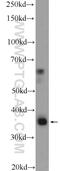 CCAAT Enhancer Binding Protein Beta antibody, 23431-1-AP, Proteintech Group, Western Blot image 