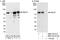 Serine And Arginine Rich Splicing Factor 4 antibody, NBP2-04143, Novus Biologicals, Immunoprecipitation image 