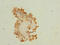 Mesoderm-specific transcript protein antibody, orb40129, Biorbyt, Immunohistochemistry paraffin image 