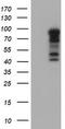 Baculoviral IAP Repeat Containing 3 antibody, LS-C175090, Lifespan Biosciences, Western Blot image 