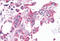 NIMA Related Kinase 6 antibody, MBS242867, MyBioSource, Immunohistochemistry frozen image 