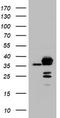 HAP1 antibody, TA800330, Origene, Western Blot image 