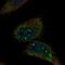 Mitochondrial Ribosomal Protein L36 antibody, NBP1-92139, Novus Biologicals, Immunofluorescence image 