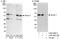 BECN1 antibody, A302-566A, Bethyl Labs, Immunoprecipitation image 