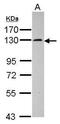 Protein transport protein Sec24D antibody, PA5-31191, Invitrogen Antibodies, Western Blot image 