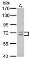 Zinc Finger Protein 182 antibody, PA5-30921, Invitrogen Antibodies, Western Blot image 