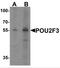 POU domain, class 2, transcription factor 3 antibody, NBP2-81774, Novus Biologicals, Western Blot image 