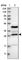 Ribosomal RNA Processing 15 Homolog antibody, HPA024639, Atlas Antibodies, Western Blot image 