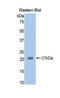 NRP antibody, LS-C303994, Lifespan Biosciences, Western Blot image 
