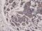 Diablo IAP-Binding Mitochondrial Protein antibody, MA5-27979, Invitrogen Antibodies, Immunohistochemistry paraffin image 