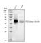 Coagulation Factor III, Tissue Factor antibody, PB9701, Boster Biological Technology, Western Blot image 